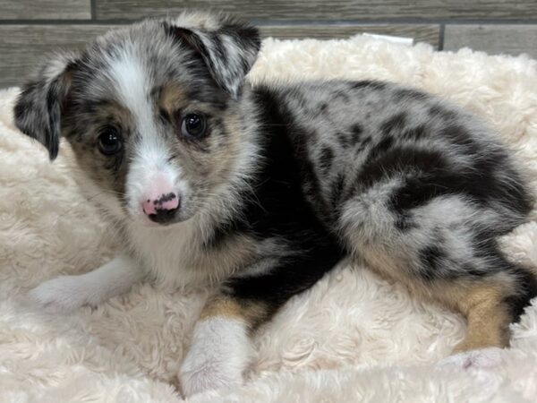 Miniature Australian Shepherd DOG Male Blue Merle 9651 Petland San Antonio, TX