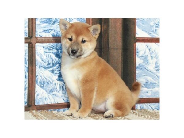 Shiba Inu-DOG-Female-Red Sesame-9652-Petland San Antonio, TX
