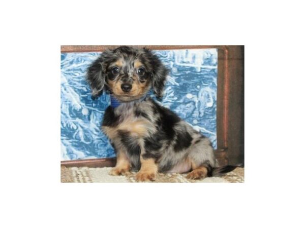 Dachshund-DOG-Male-Black & Tan Dapple-9653-Petland San Antonio, TX