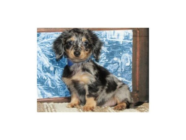 Dachshund DOG Male Black & Tan Dapple 9653 Petland San Antonio, TX