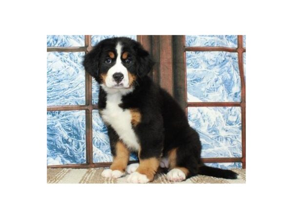 Bernese Mountain Dog-DOG-Female-Black White & Tan-9654-Petland San Antonio, TX