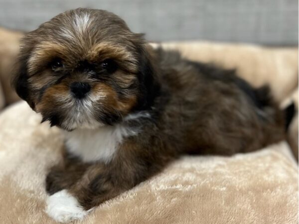 Lhasa Apso DOG Male Gold & White 9655 Petland San Antonio, TX