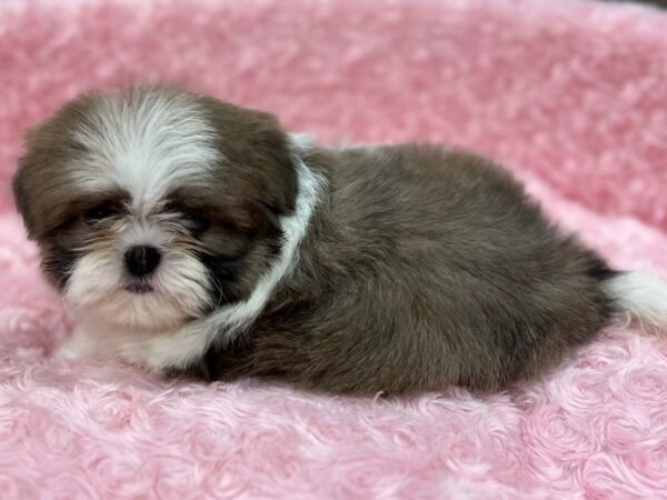 Shih Tzu DOG Female Blue & White 9656 Petland San Antonio, TX