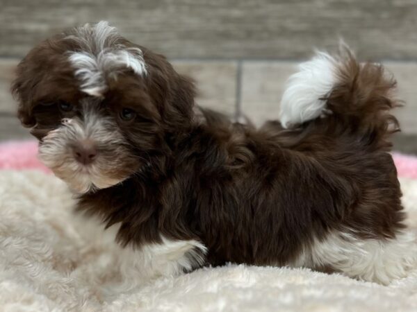 Havanese DOG Female Chocolate & White 9657 Petland San Antonio, TX