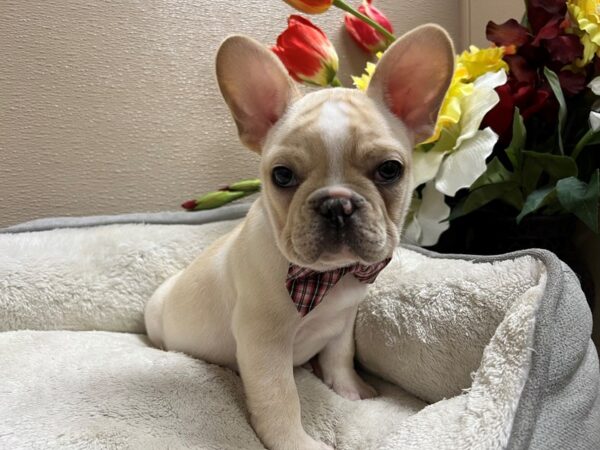 French Bulldog DOG Male cr 6730 Petland San Antonio, TX