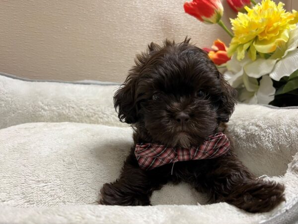 ShizaPoo-DOG-Male-chlt, wh mkgs-6728-Petland San Antonio, TX