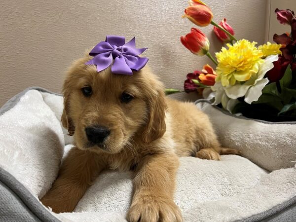 Golden Retriever DOG Female gldn 6727 Petland San Antonio, TX