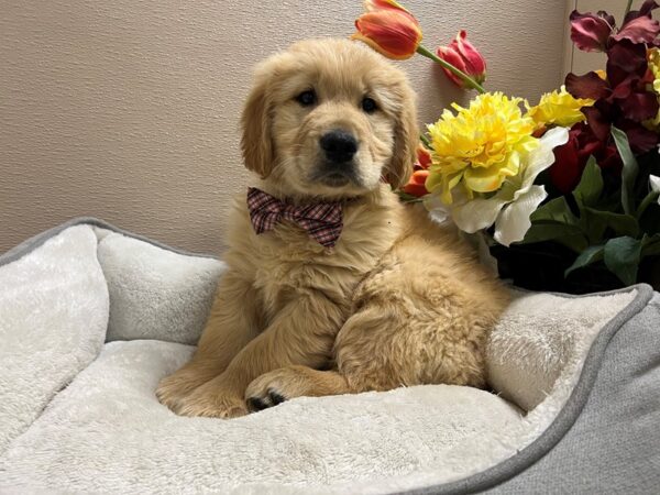 Golden Retriever DOG Male gldn 6726 Petland San Antonio, TX