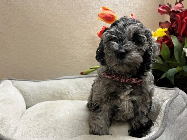 Cockapoo DOG Male bl mrl 6723 Petland San Antonio, TX