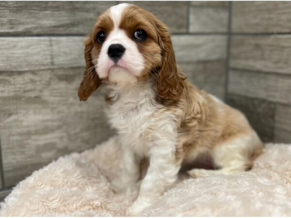 Cavalier King Charles Spaniel DOG Female Blenheim 9658 Petland San Antonio, TX