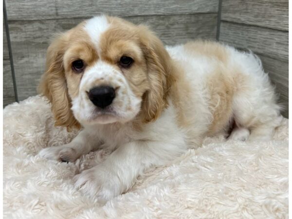 Cocker Spaniel-DOG-Male-Buff & White-9661-Petland San Antonio, TX