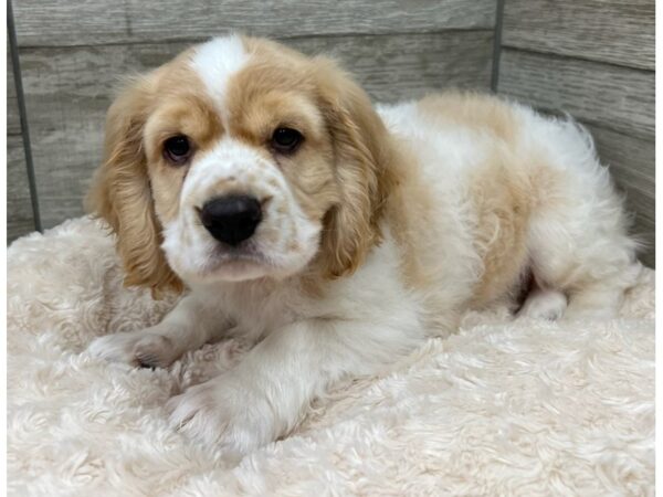 Cocker Spaniel DOG Male Buff & White 9661 Petland San Antonio, TX