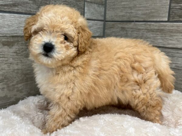 Miniature Goldendoodle DOG Male Cream 9660 Petland San Antonio, TX