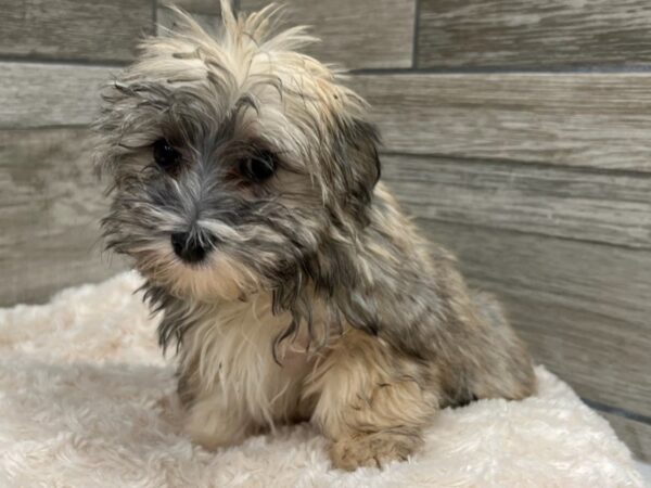 Havanese-DOG-Female-Grizzled-9663-Petland San Antonio, TX