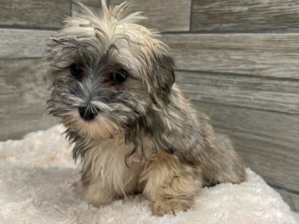 Havanese DOG Female Grizzled 9663 Petland San Antonio, TX