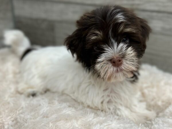 Havanese DOG Female Brown & White 9664 Petland San Antonio, TX