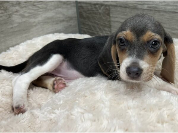 Beagle Dog Female Black White & Tan 9665 Petland San Antonio, TX