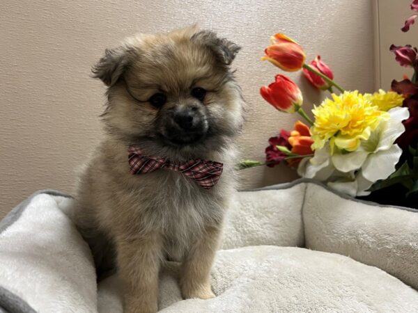 Pomeranian-DOG-Male-rd sbl-6731-Petland San Antonio, TX