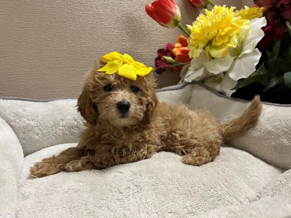 2nd Generation Mini Goldendoodle-DOG-Female-gldn, wh mkgs-6732-Petland San Antonio, TX