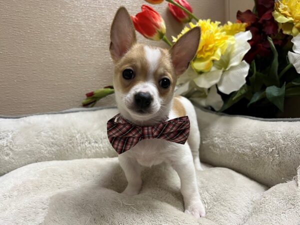 Chihuahua DOG Male fn,sptd on wh 6735 Petland San Antonio, TX