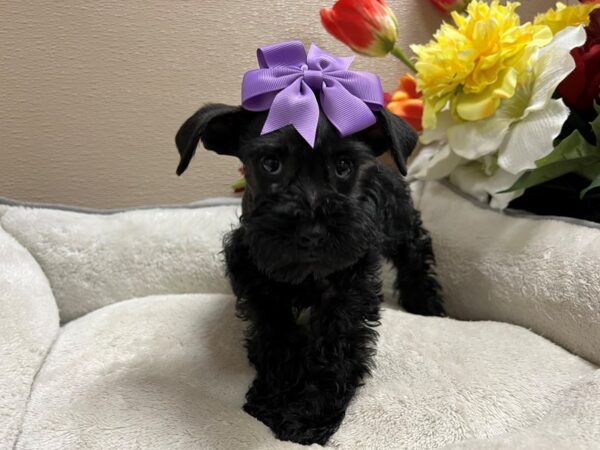 Min Schnauzer DOG Female blk 6737 Petland San Antonio, TX