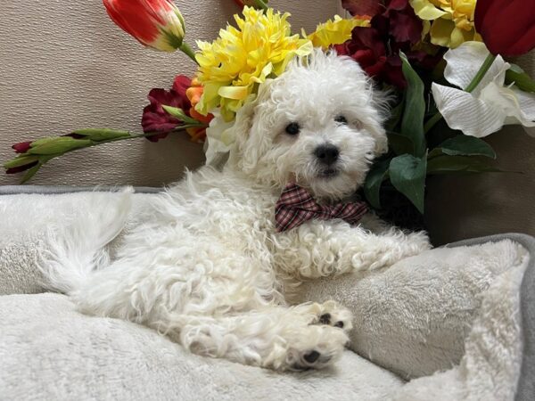 Bichon Frise-DOG-Male-wh-6738-Petland San Antonio, TX