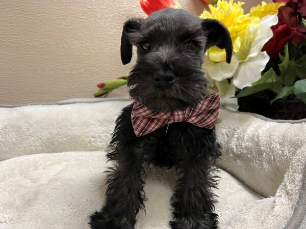 Min Schnauzer DOG Male blk 6736 Petland San Antonio, TX