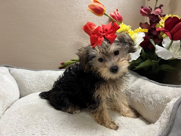 Yorkiepoo DOG Female blk & tn 6725 Petland San Antonio, TX