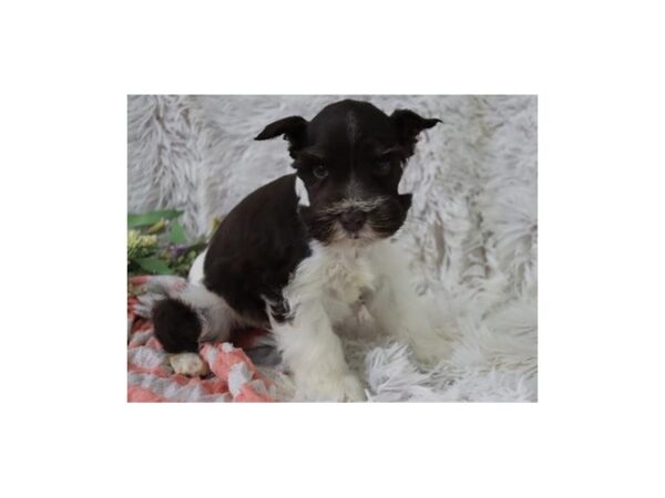 Miniature Schnauzer DOG Male Chocolate & White 9668 Petland San Antonio, TX