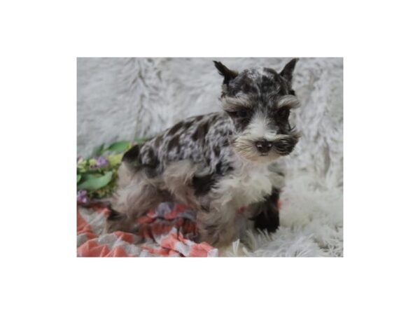 Miniature Schnauzer DOG Male Chocolate Merle 9669 Petland San Antonio, TX