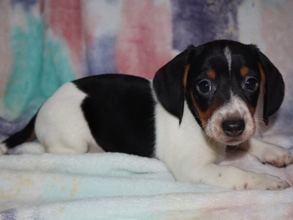 Dachshund Dog Male Black White & Tan 9671 Petland San Antonio, TX