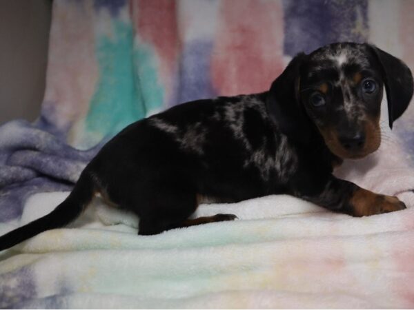 Dachshund DOG Male Black & Tan Dapple 9672 Petland San Antonio, TX