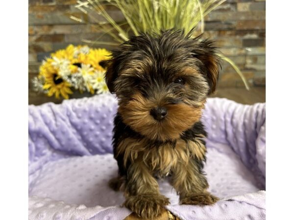 Yorkshire Terrier-DOG-Female-Black & Tan-9674-Petland San Antonio, TX