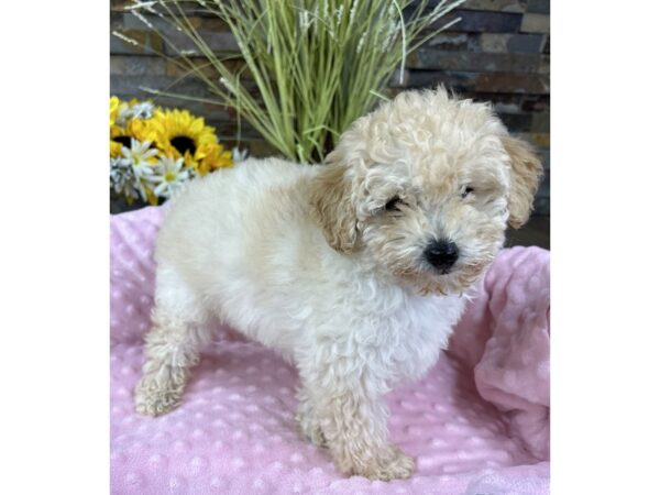 Toy Goldendoodle 3rd Gen DOG Female Cream 6742 Petland San Antonio, TX