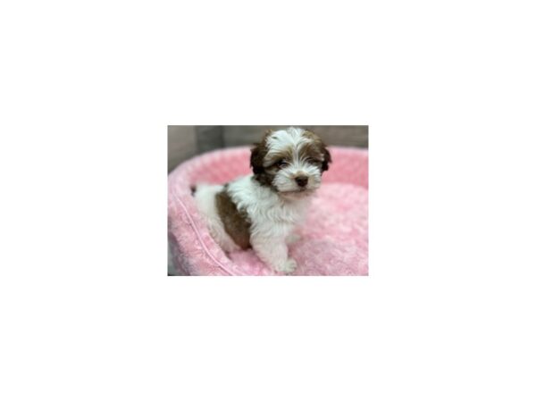 Havanese-DOG-Female-Chocolate & White-9667-Petland San Antonio, TX