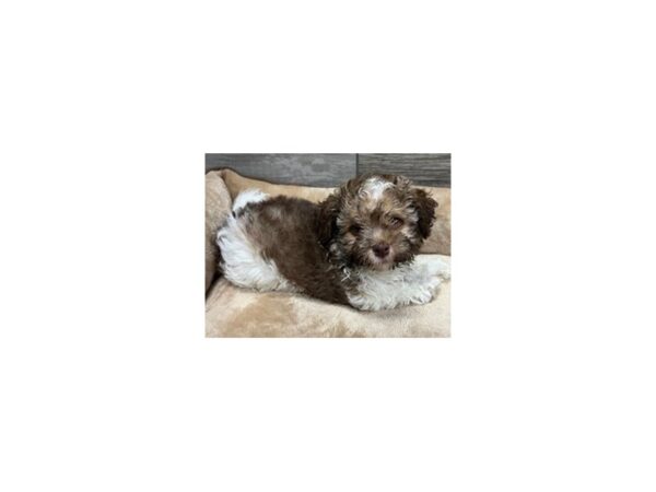 Havanese DOG Male Chocolate & White 9666 Petland San Antonio, TX