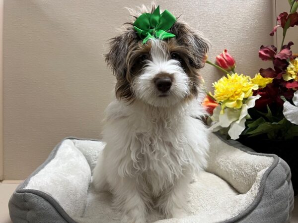 Mini Aussie Doodle-DOG-Female-rd, mrl, wh mkgs-6661-Petland San Antonio, TX