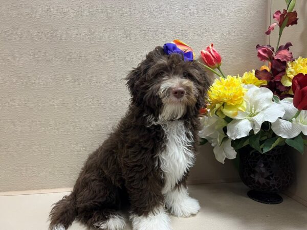 2nd Generation Mini Bernedoodle DOG Female chlt, wh mkgs 6653 Petland San Antonio, TX