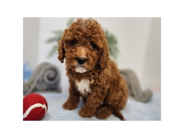 Miniature Goldendoodle DOG Male Red 9678 Petland San Antonio, TX