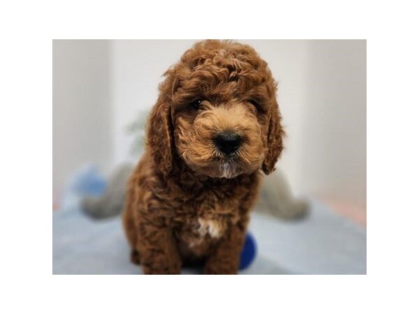 Miniature Goldendoodle Dog Male Red 9679 Petland San Antonio, TX