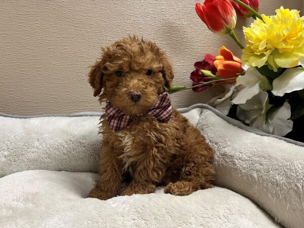 Miniature Poodle DOG Male rd, wh mkgs 6745 Petland San Antonio, TX