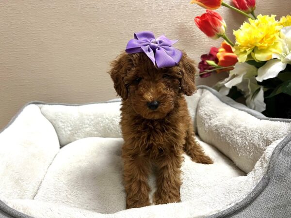 Miniature Poodle DOG Female rd 6744 Petland San Antonio, TX