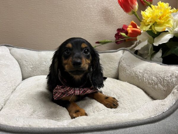 Miniature Dachshund DOG Male blk & tn 6754 Petland San Antonio, TX