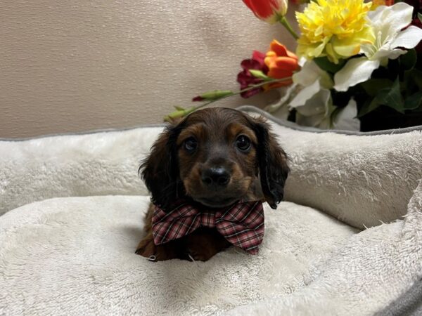 Miniature Dachshund DOG Male rd sbl 6755 Petland San Antonio, TX