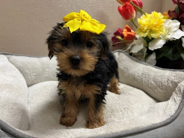 Yorkshire Terrier DOG Female blk & tn 6749 Petland San Antonio, TX