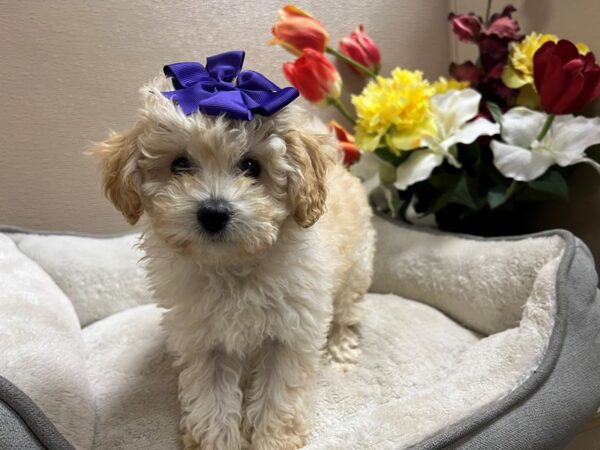 Toy Goldendoodle 3rd Gen DOG Female Cream 6741 Petland San Antonio, TX