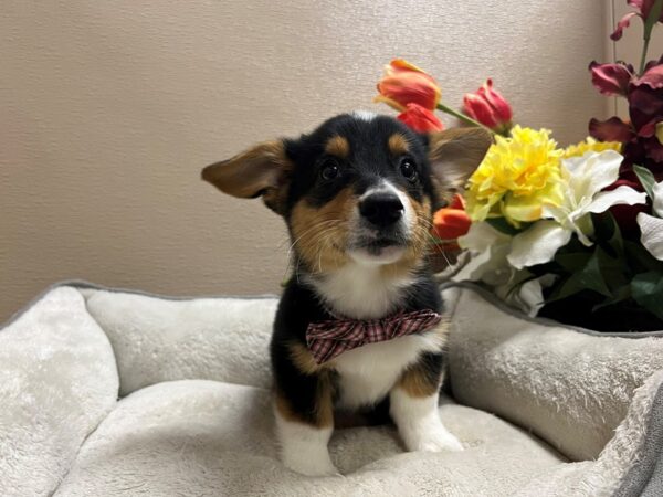 Pembroke Cardigan Welsh Corgi-DOG-Male-Black & Tan w/White Markings-6740-Petland San Antonio, TX