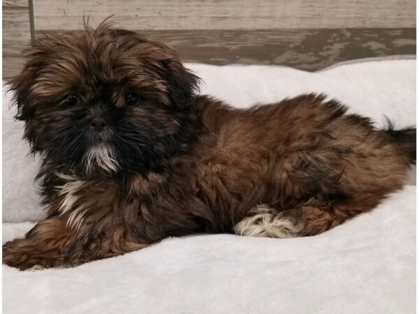 Shih Tzu-DOG-Male-Red Sable-9676-Petland San Antonio, TX