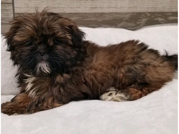 Shih Tzu DOG Male Red Sable 9676 Petland San Antonio, TX