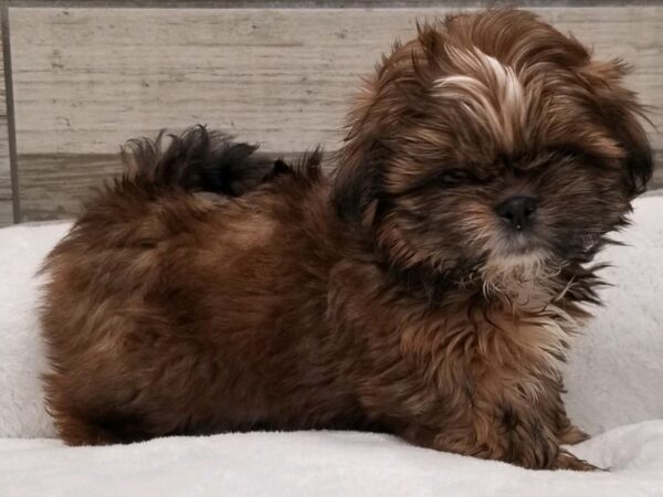 Shih Tzu-Dog-Male-Red Sable-9677-Petland San Antonio, TX